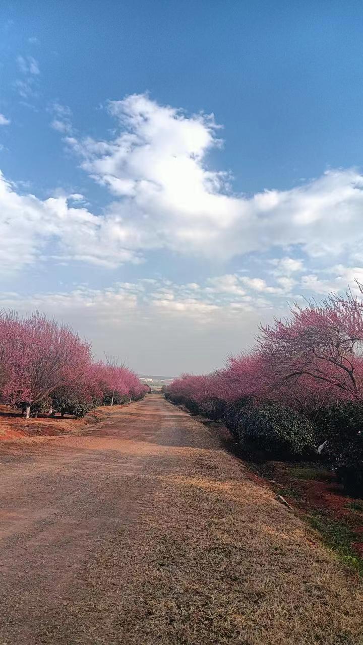 二月，梅花瓣瓣诱春萌香文/戴坤贤